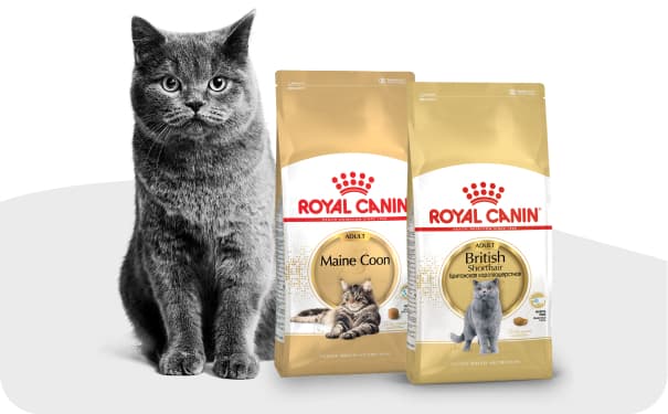 Кошка рядом с кормом Royal Canin.