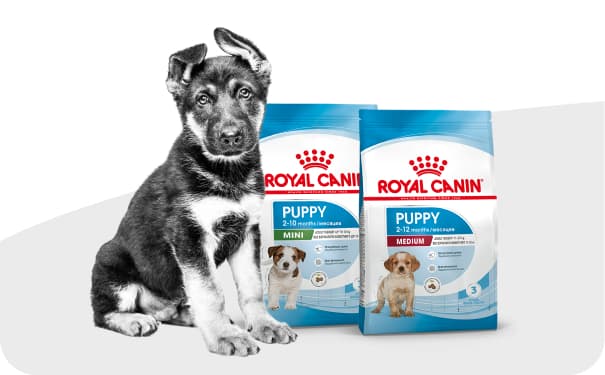 Щенок рядом с кормом Royal Canin.