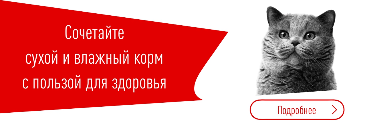 Миски для собак и кошек: правильные девайсы для еды и воды