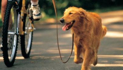 Байк-джоринг, или прогулки на велосипеде в сопровождении собаки