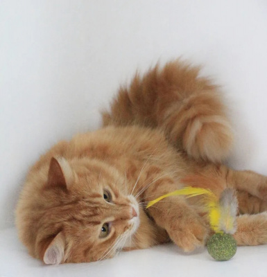 Чистый котик Игрушка для кошек мячик из кошачьей мяты с пером