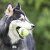 KONG Air игрушка для собак "теннисный мяч" с канатом средний